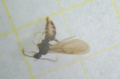 Prenolepis nitens
