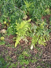 Ailanthus altissima