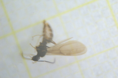 Prenolepis nitens