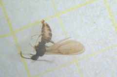 Prenolepis nitens