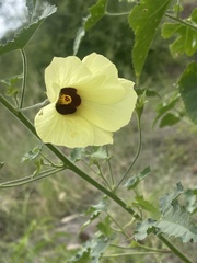 Hibiscus engleri