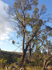 Eucalyptus acaciiformis