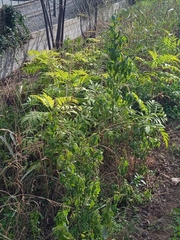 Ailanthus altissima