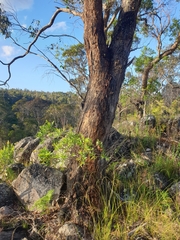 Eucalyptus acaciiformis