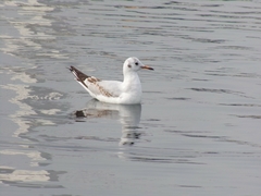 Chroicocephalus ridibundus