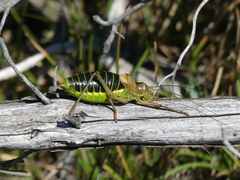 Ephippiger diurnus cunii