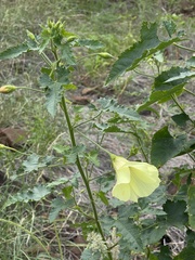 Hibiscus engleri