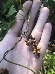 Paederia foetida