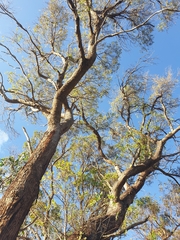 Eucalyptus acaciiformis