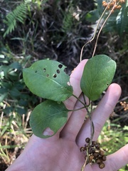 Paederia foetida
