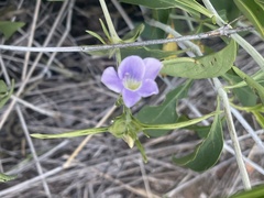 Barleria lancifolia