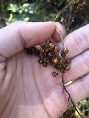 Paederia foetida