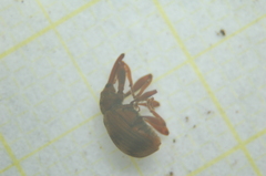 Anthonomus rectirostris