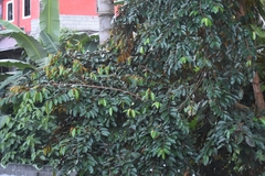 Chrysophyllum