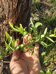 Eucalyptus acaciiformis