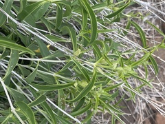 Barleria lancifolia