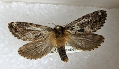 Korscheltellus gracilis