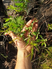 Eucalyptus acaciiformis