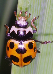Ceratomegilla notata