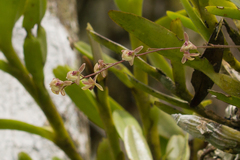 Epidendrum compressibulbum