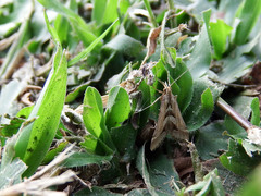Diasemia accalis
