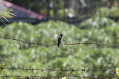 Lonchura leucogastroides