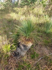 Xanthorrhoea glauca