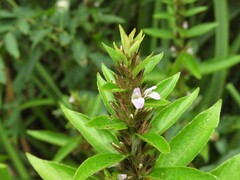 Hygrophila costata