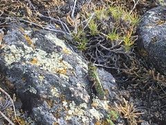 Angaracris barabensis