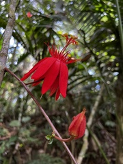 Passiflora vitifolia