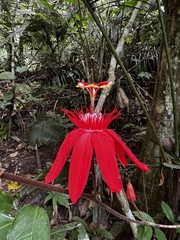 Passiflora vitifolia