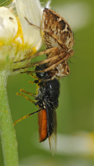 Odontomyia flavissima