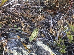 Angaracris barabensis