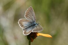 Aricia nicias