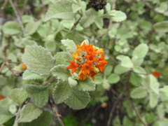 Buddleja marrubiifolia