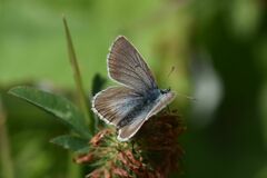 Aricia nicias