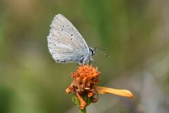 Aricia nicias