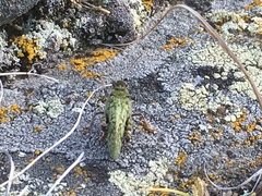 Angaracris barabensis