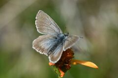 Aricia nicias