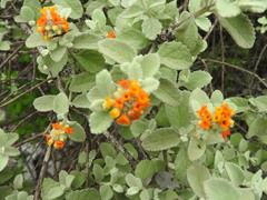 Buddleja marrubiifolia