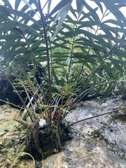 Zamia erosa