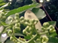 Leptosia nina