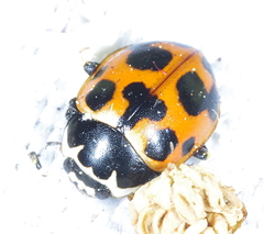 Ceratomegilla notata