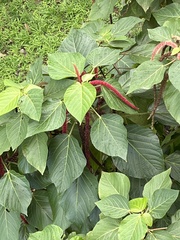 Acalypha hispida