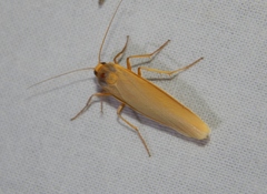 Sozusa scutellata