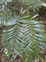 Zamia erosa
