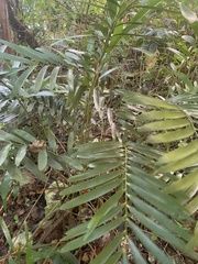 Zamia erosa