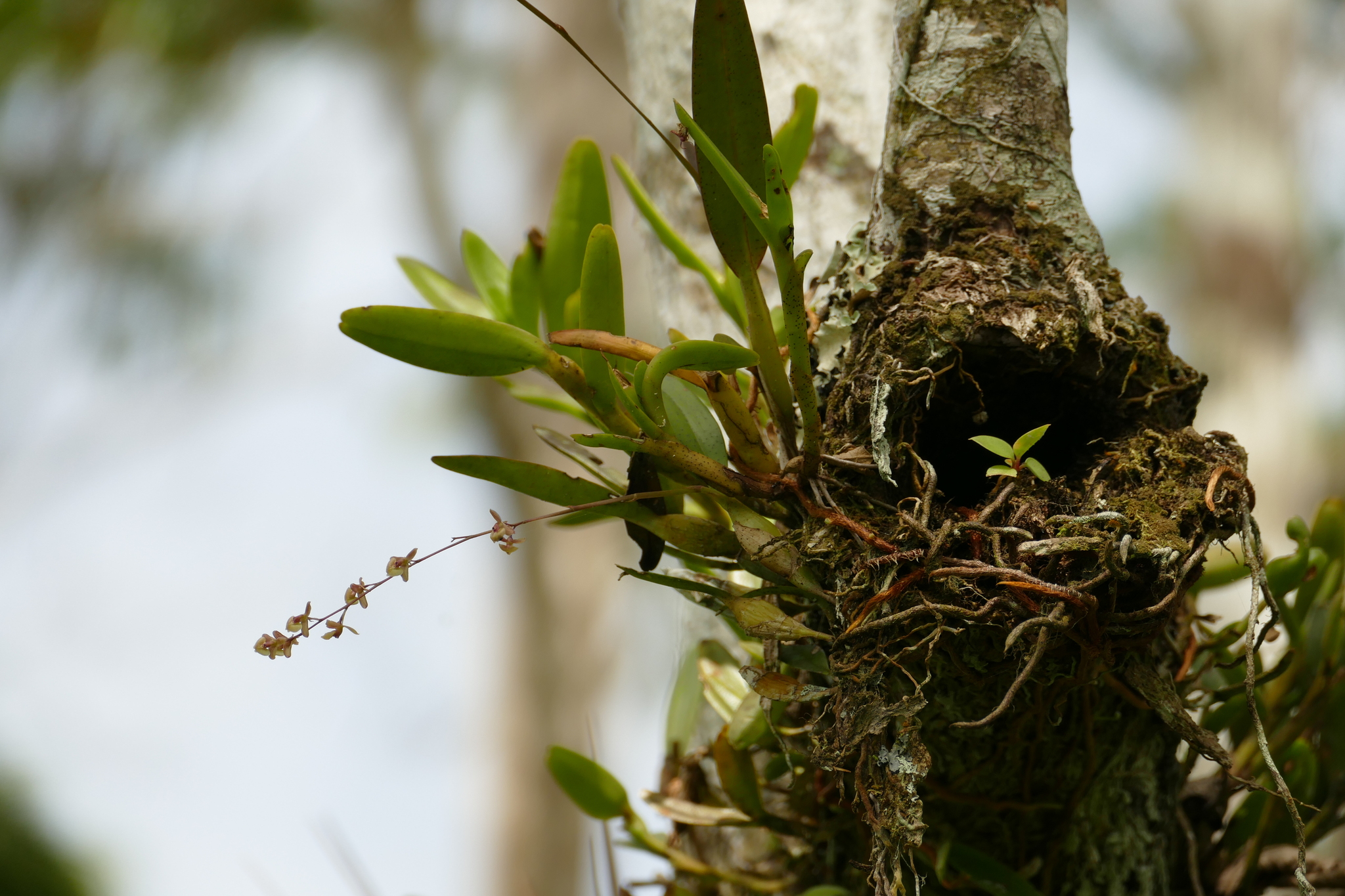 Epidendrum compressibulbum D.E.Benn. & Christenson 2