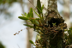 Epidendrum compressibulbum