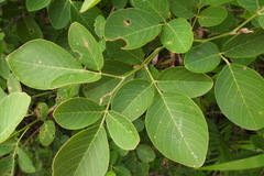 Dendrolobium umbellatum